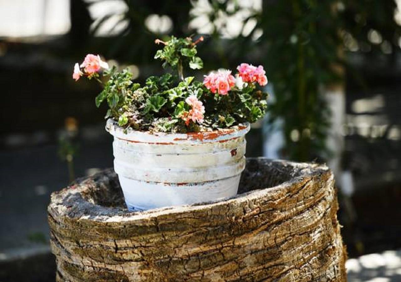 Andy'S Gardens Daire Gerani  Dış mekan fotoğraf